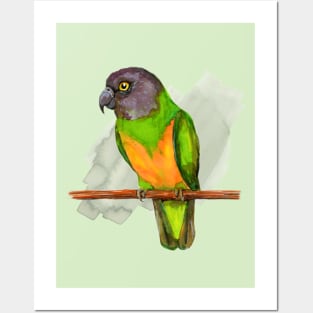 Senegal parrot watercolor Posters and Art